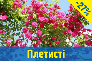 Плетисті троянди