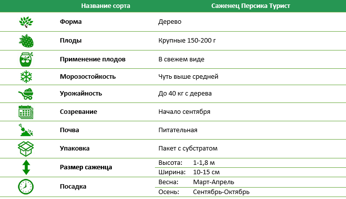 Персик Турист