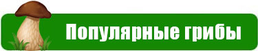 Новый ассортимент мицелия редких грибов! — Популярные и экзотичные грибы