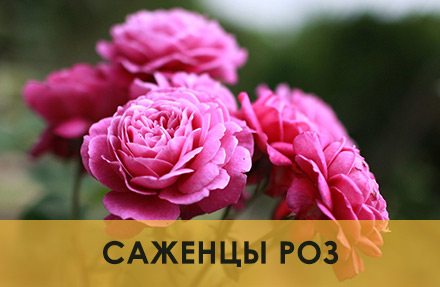 Саженцы роз