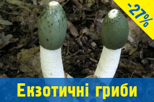 Міцелій грибів