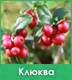 Клюква саженцы