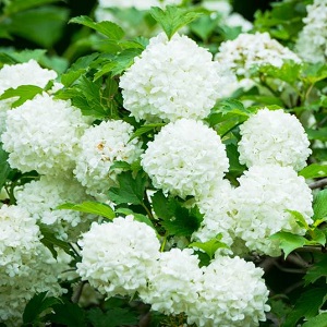 viorne-boule-de-neige.jpg viorne-boule-de-neige.jpg
