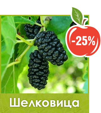 Саженцы шелковицы скидки