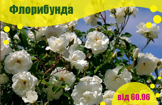 саджанці троянд Флорибунда купити
