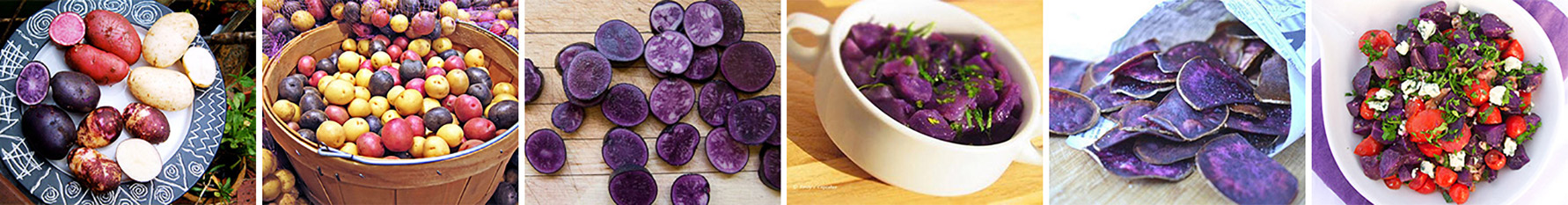 Цветной картофель посевной
