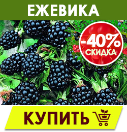 Финальная распродажа саженцев плодовых кустарников!