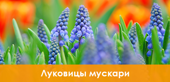 Луковицы мускари купить
