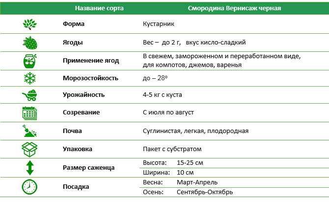 Смородина Вернисаж черная