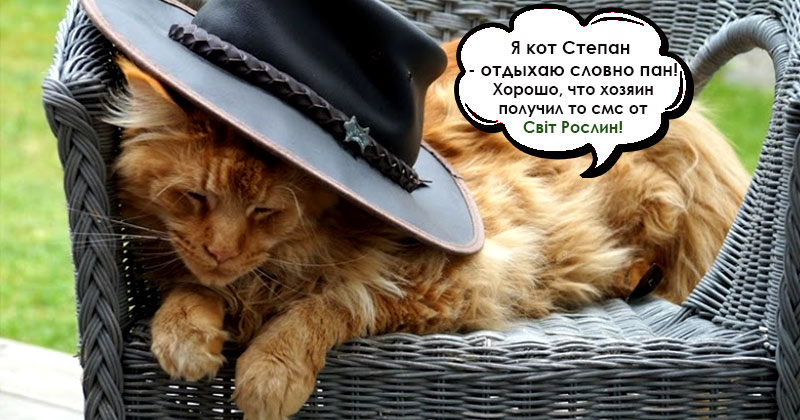 Кот