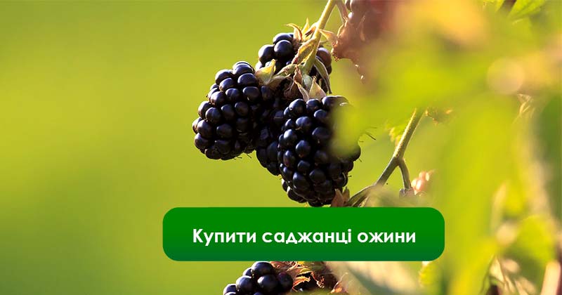 Купити саджанці смородини