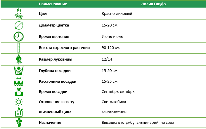 Лилия Fangio 12/14 (1 шт)