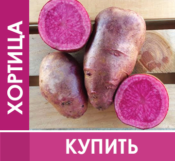 Елітні сорти кольорової картоплі!