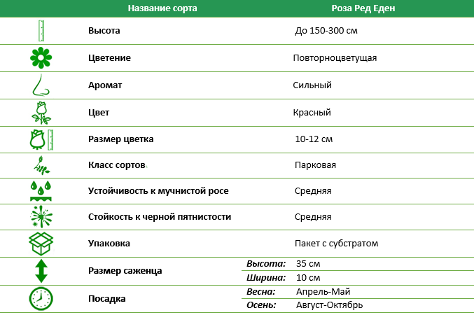 Троянда паркова Ред Еден