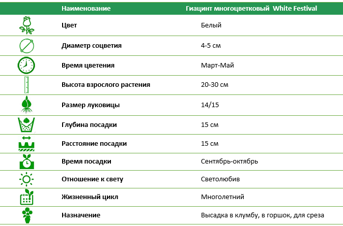 Гиацинт многоцветковый White Festival