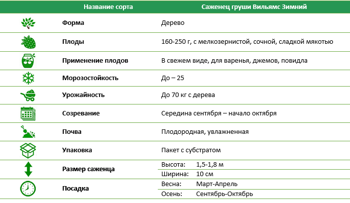 Груша Вильямс Зимний