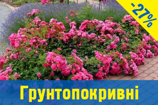 Грунтопокривні троянди