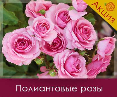Саджанці троянд вже в наявності