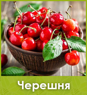 Черешня саженец