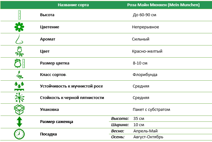 Роза флорибунда Майн Мюнхен (Mein Munchen)