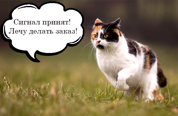 Кот бежит