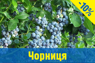 Чорниця