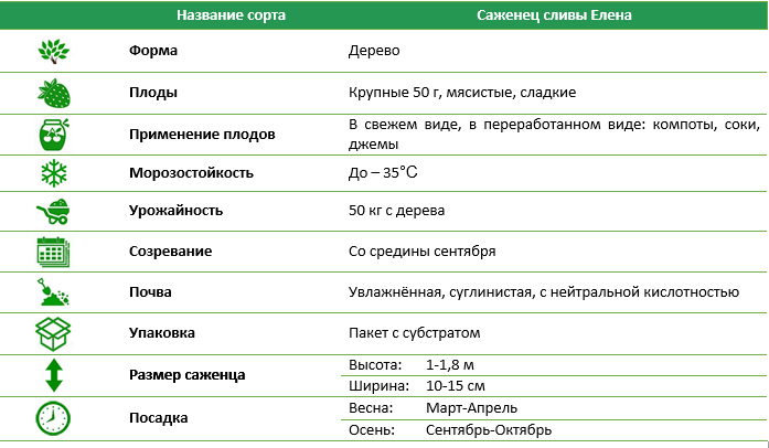 Слива Олена