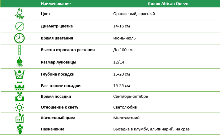 Лилия African Queen