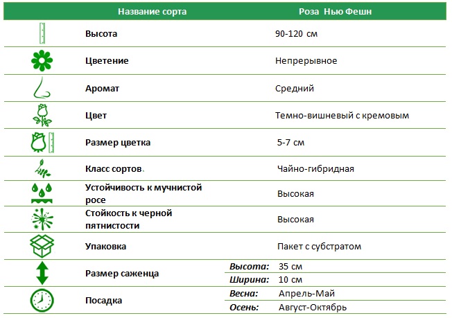 Нью фешн.jpg