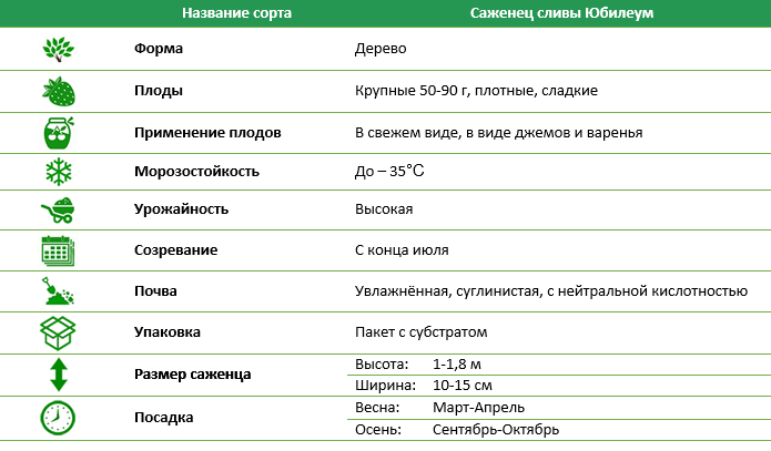 Слива Юбілеум