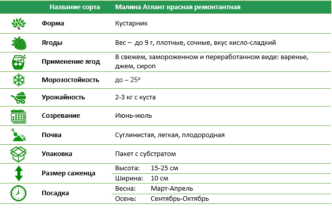 Малина Атлант