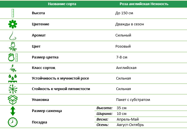 Роза английская Нежность (Subtlety)