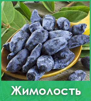 Жимолость саженцы купить