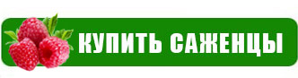 Як отримати максимальний урожай малини