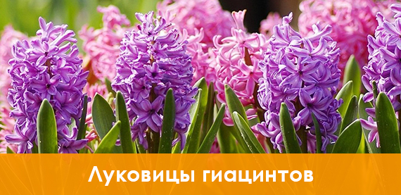 Луковицы гиацинтов купить