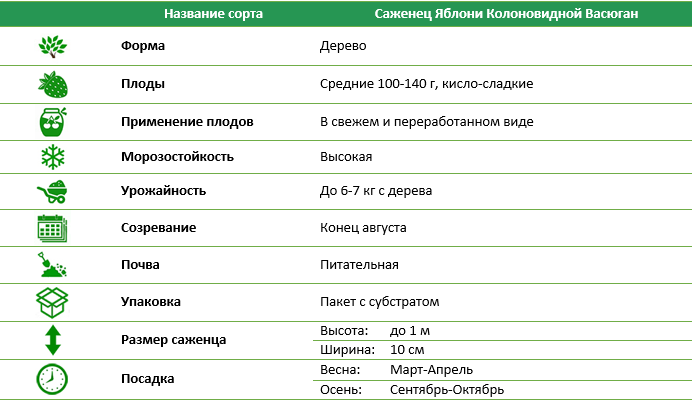 Яблуня колоновидна Васюган
