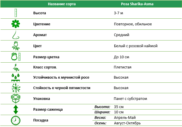 Роза плетистая Шарика Асма (Sharika-Asma)