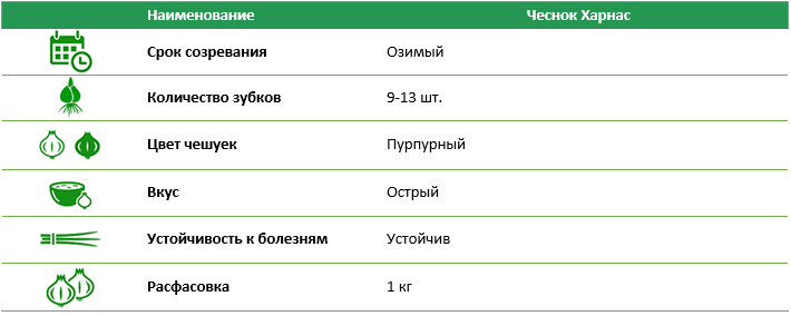 Чеснок Харнас (пурпурный) 1 кг Голландия