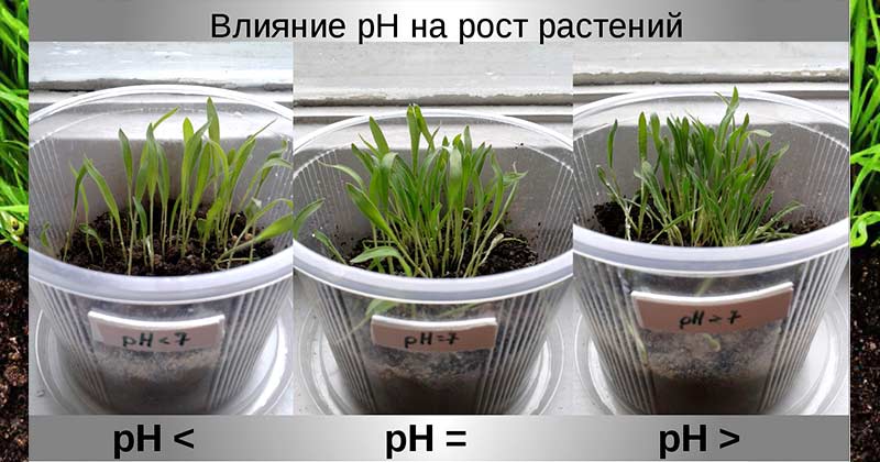 Як вимірювати кислотність ґрунту