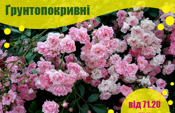саджанці ґрунтопокривних троянд купити