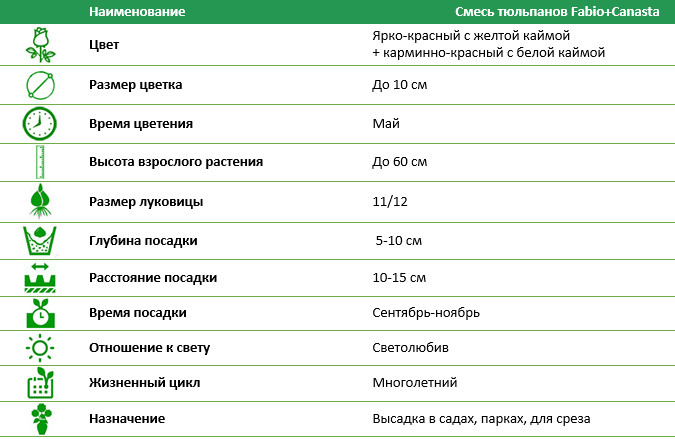 Смесь тюльпанов Fabio+Canasta (3 шт)