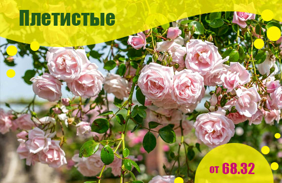 саженцы плетистых роз купить
