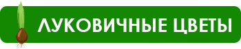 Хитрости дизайна и колористики клумб