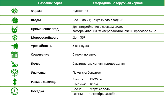 Смородина Белорусская черная штамбовая