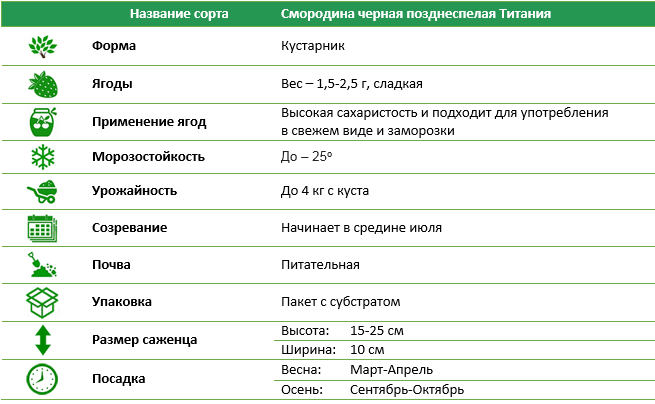 Смородина Титания черная