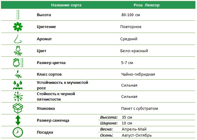 Люксор.jpg