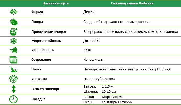 Вишня Любская