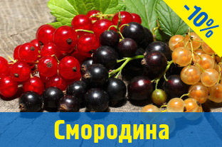 Смородина саджанці