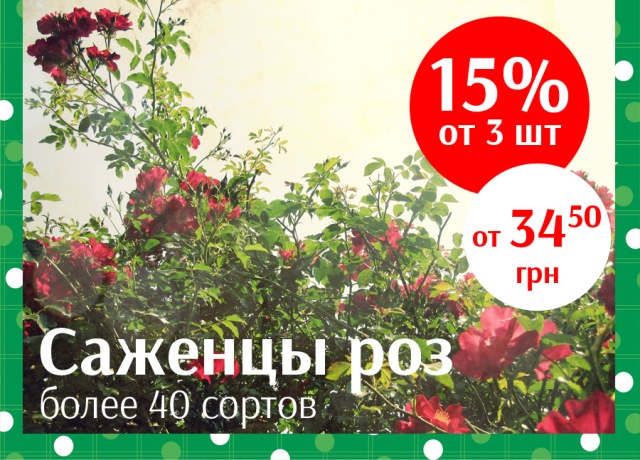 Акция розы.jpg