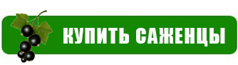 Самая полезная ягода в саду!